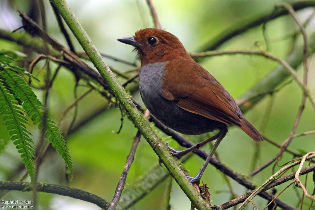 Grallaire bicoloreadulte, identification