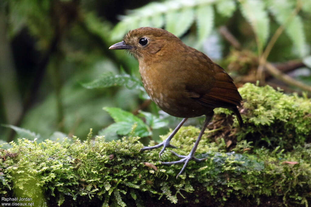 Brown-banded Antpittaadult, habitat, pigmentation