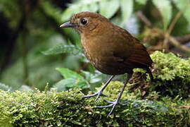 Brown-banded Antpitta