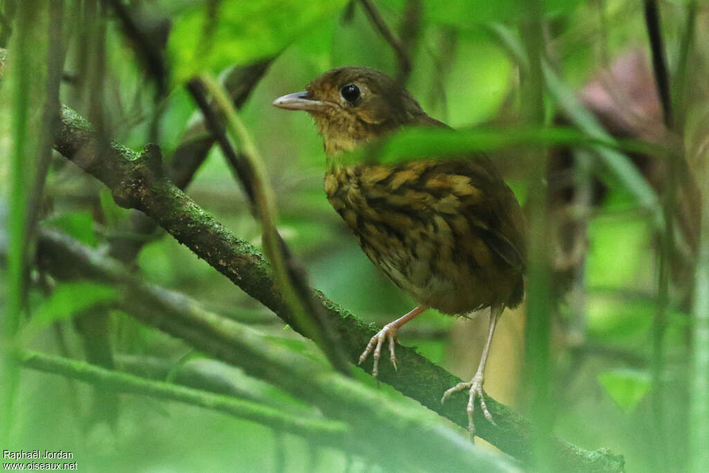 Amazonian Antpittaadult