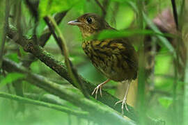 Amazonian Antpitta