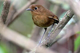 Panao Antpitta