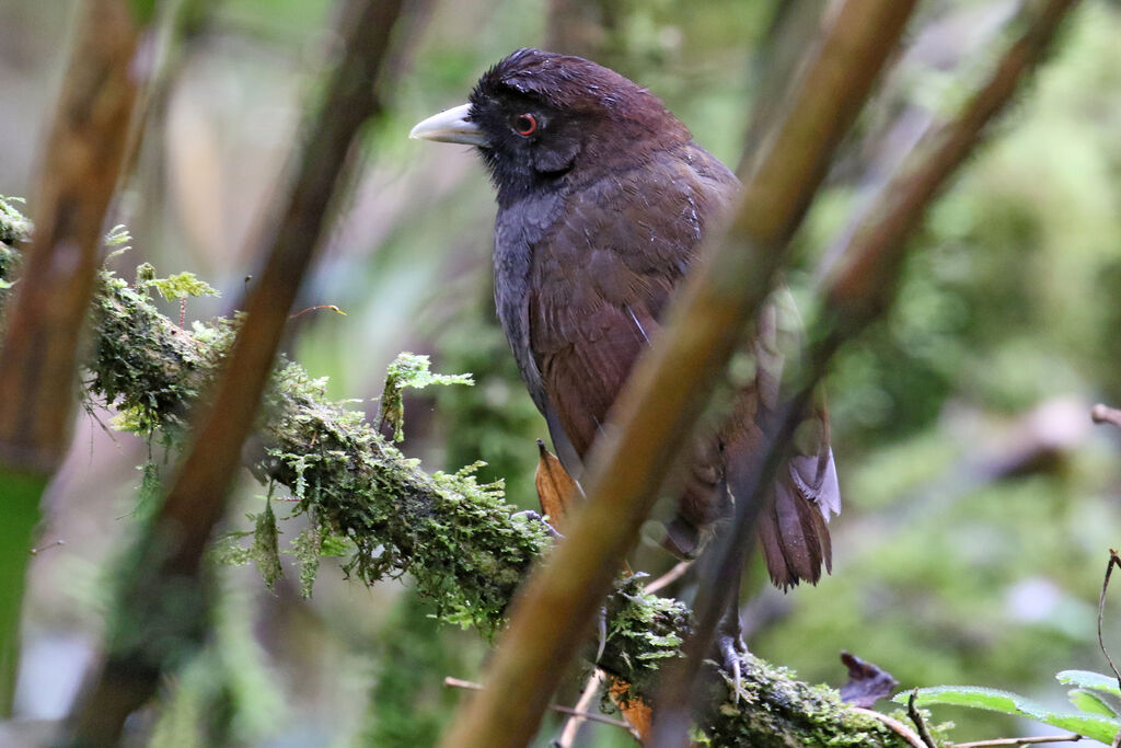 Pale-billed Antpittaadult