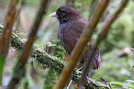 Pale-billed Antpitta