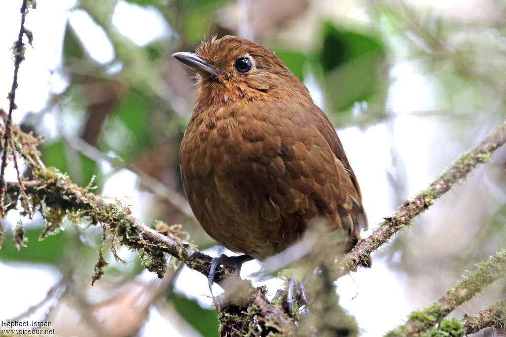 Chachapoyas Antpittaadult