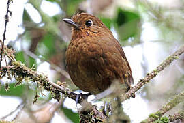 Chachapoyas Antpitta