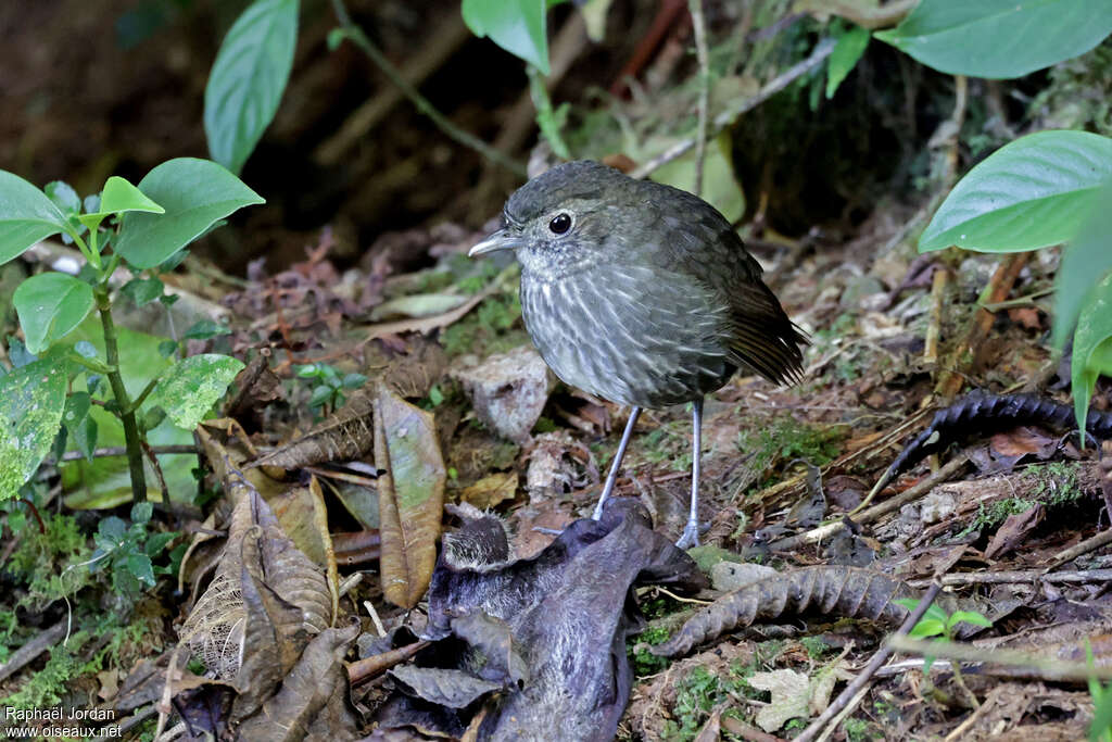 Cundinamarca Antpitta