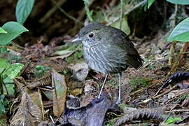 Cundinamarca Antpitta