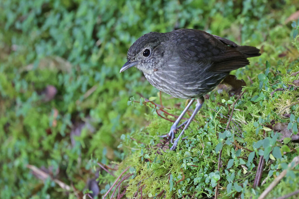 Cundinamarca Antpitta