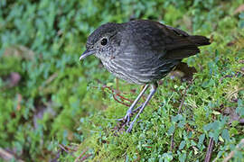 Cundinamarca Antpitta