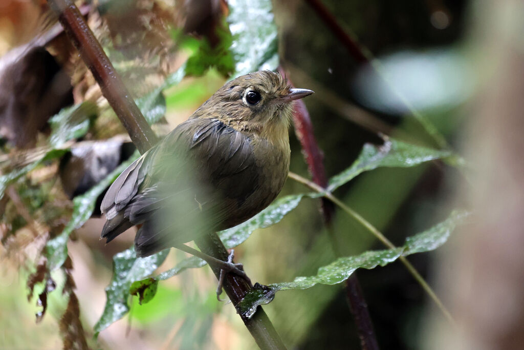 Grallaire de la Perija