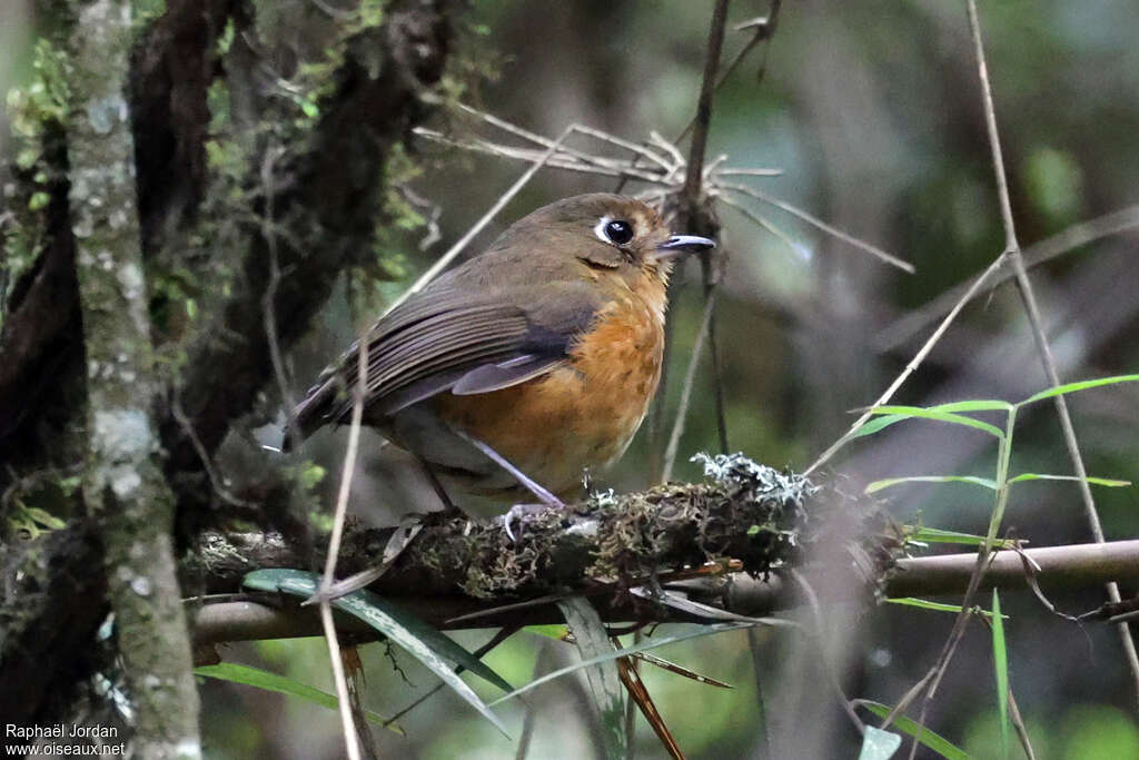 Rufous-breasted Antpittaadult