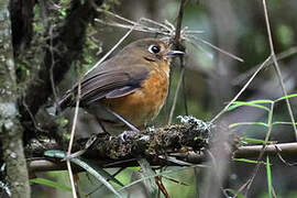 Rufous-breasted Antpitta