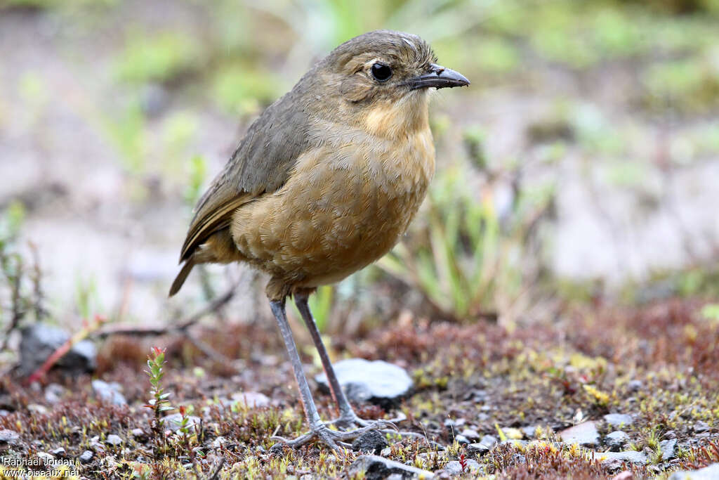 Tawny Antpittaadult, identification