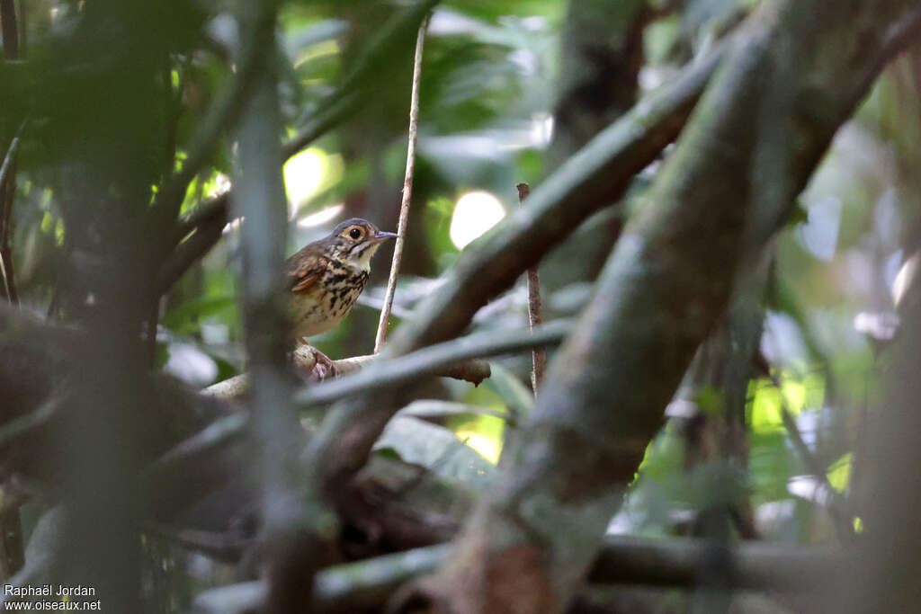 Alta Floresta Antpittaadult