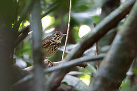 Alta Floresta Antpitta