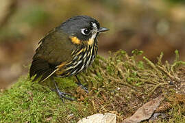 Crescent-faced Antpitta