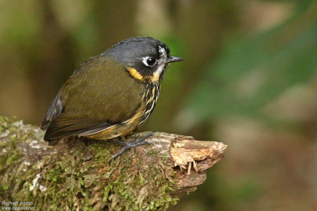 Crescent-faced Antpittaadult, identification