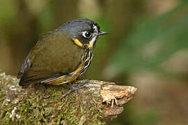 Crescent-faced Antpitta