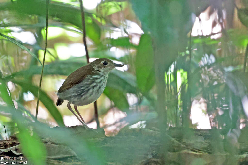 Tapajos Antpittaadult