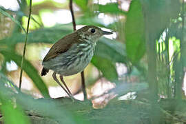 Tapajos Antpitta