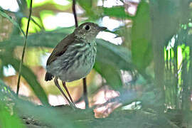 Tapajos Antpitta