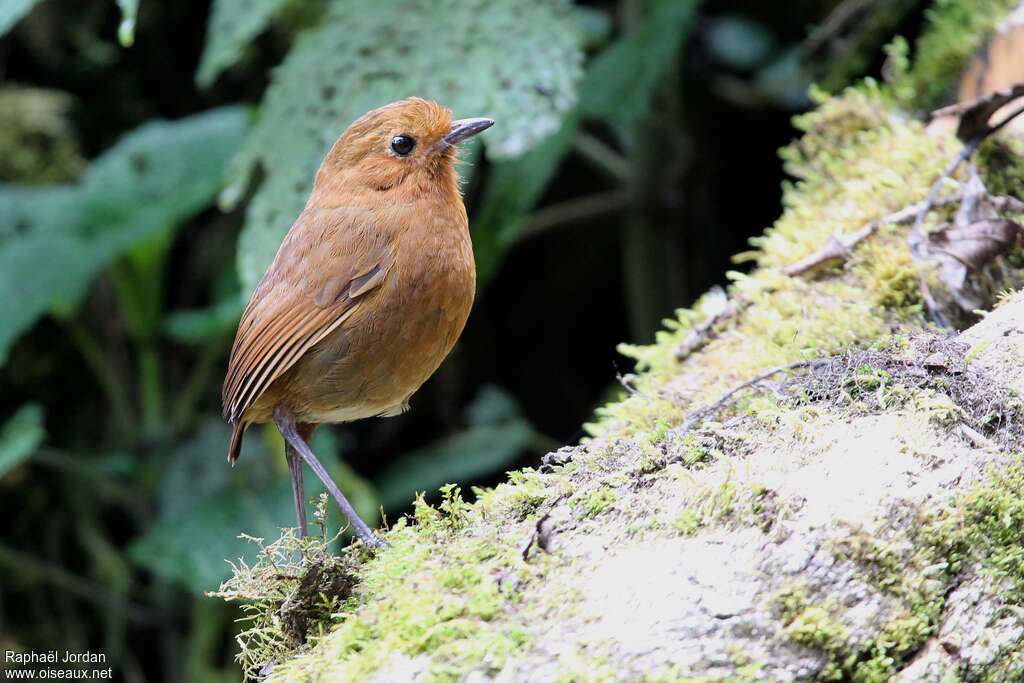 Rufous Antpittaadult, identification