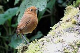 Muisca Antpitta