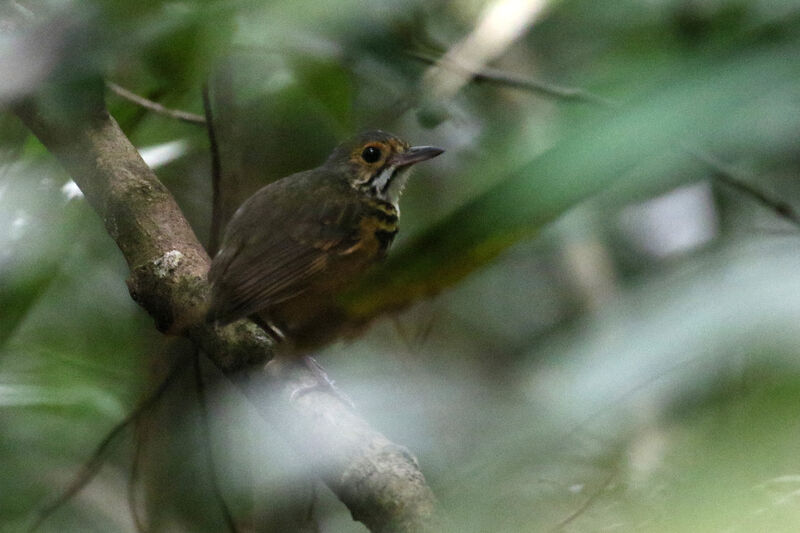 Spotted Antpitta male adult