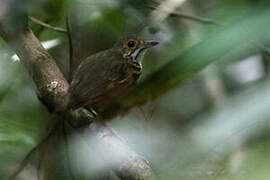 Spotted Antpitta