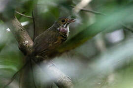 Spotted Antpitta