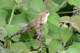 Fan-tailed Grassbird