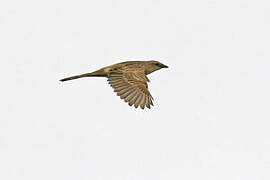 Bristled Grassbird