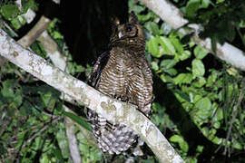 Fraser's Eagle-Owl