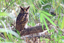 Fraser's Eagle-Owl