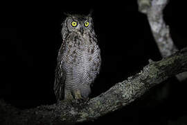 Spotted Eagle-Owl