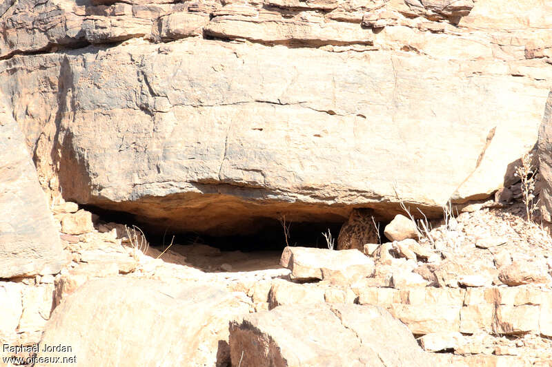 Pharaoh Eagle-Owladult breeding, habitat