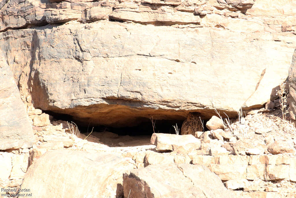 Grand-duc ascalapheadulte nuptial, habitat