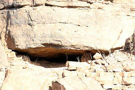 Pharaoh Eagle-Owl