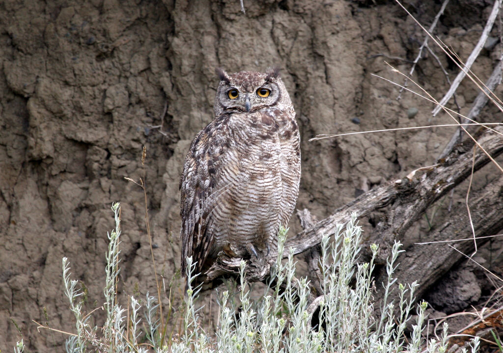 Great Horned Owladult