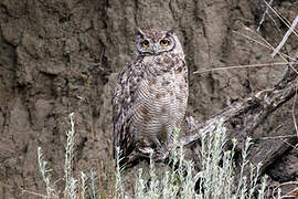 Great Horned Owl