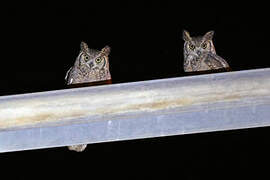 Arabian Eagle-Owl