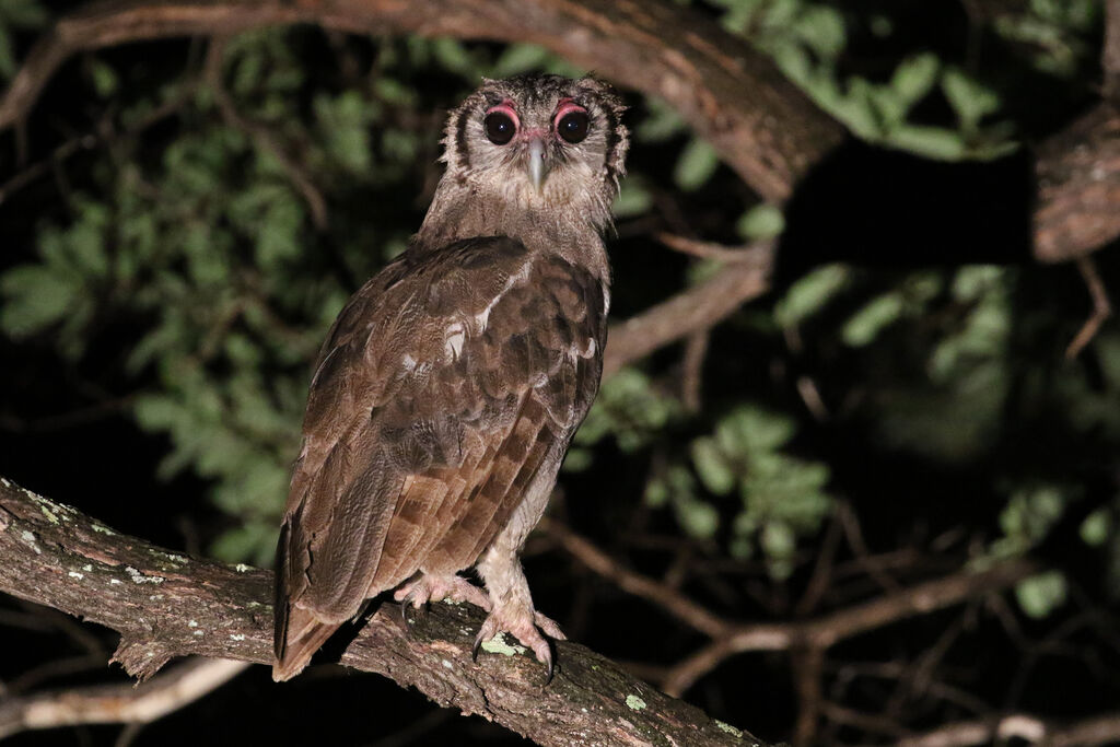 Verreaux's Eagle-Owl