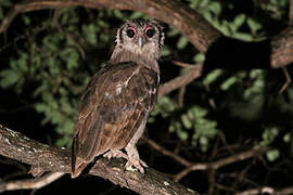 Verreaux's Eagle-Owl