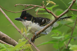 Great Antshrike