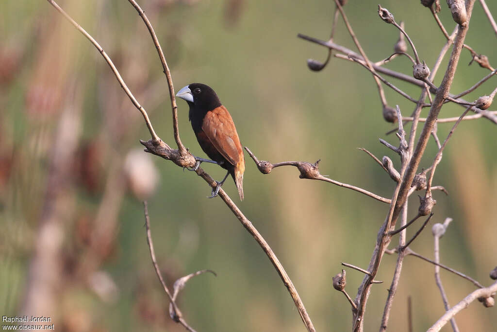 Grand Capucinadulte, identification