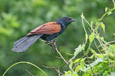 Grand Coucal