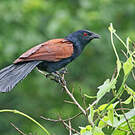 Grand Coucal