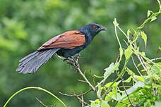 Grand Coucal