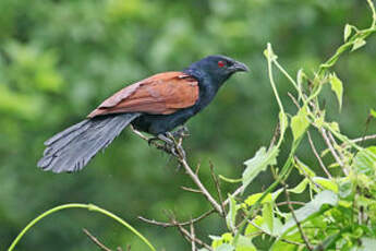 Grand Coucal